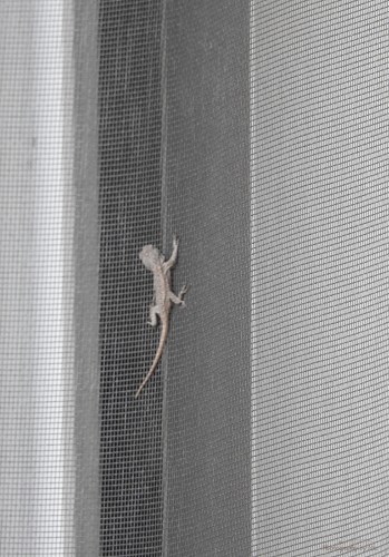 160823_NAT_073-FL_98_LR1000