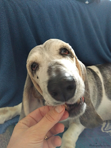 IMG_20160818_074945--gimp_LR500