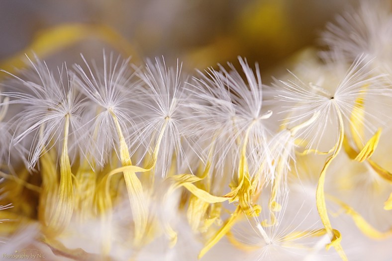 160903_nat_015-fl_180-gimp_lr1000