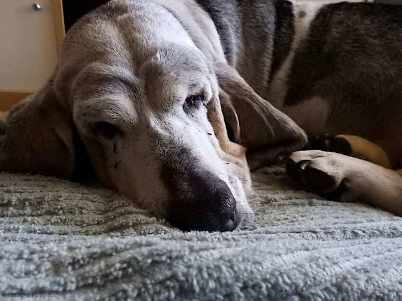 161121_nat_064-fl_4-5-gimp_lr1000