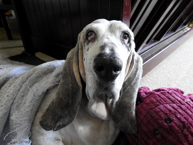 161121_nat_125-fl_4-5-gimp_lr1000