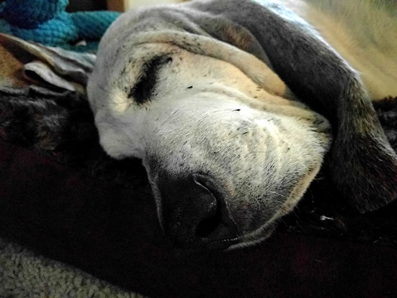 img_20161215_153200-gimp_lr1000